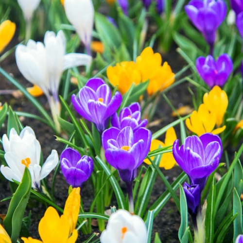 Crocus Large Flowered Mixed